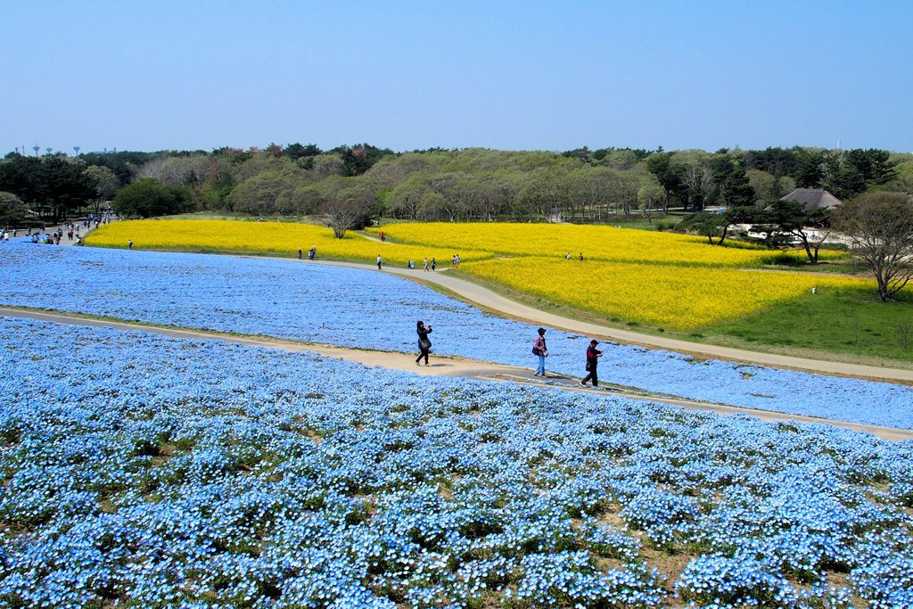 ひたち海浜公園のネモフィラ