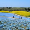 ひたち海浜公園のネモフィラ