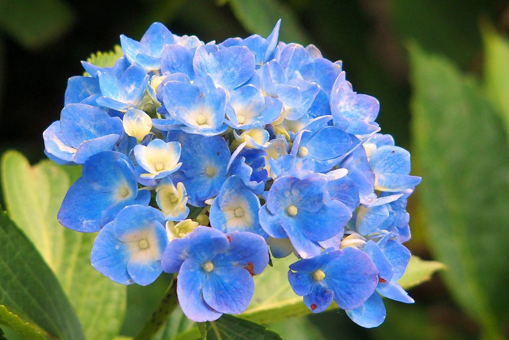 見頃になったわが家の紫陽花