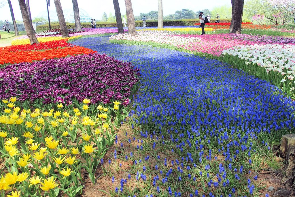 ひたち海浜公園のチューリップ