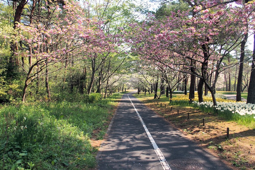 ひたち海浜公園　サイクリングコース