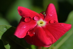 玄関先の花