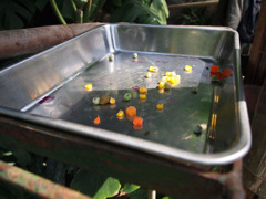 オオニハシのトロちゃんのエサ