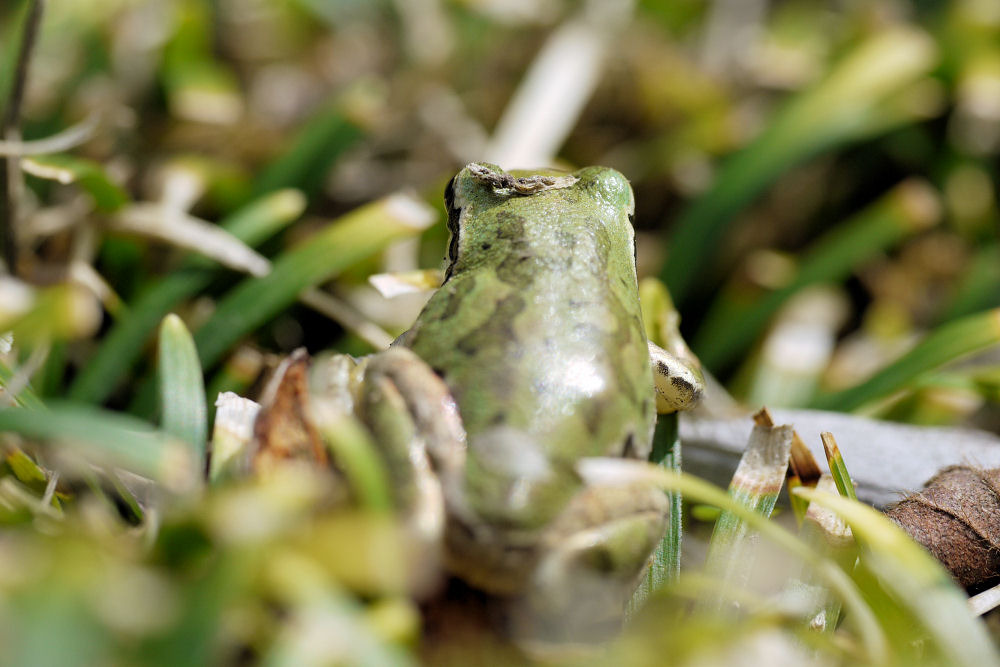 アマガエルの背中