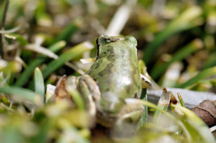 アマガエルの背中