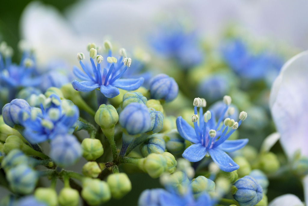 額紫陽花の花