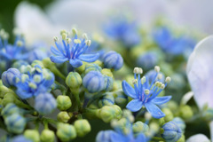 額紫陽花の花