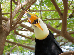 オオニハシのトロちゃん