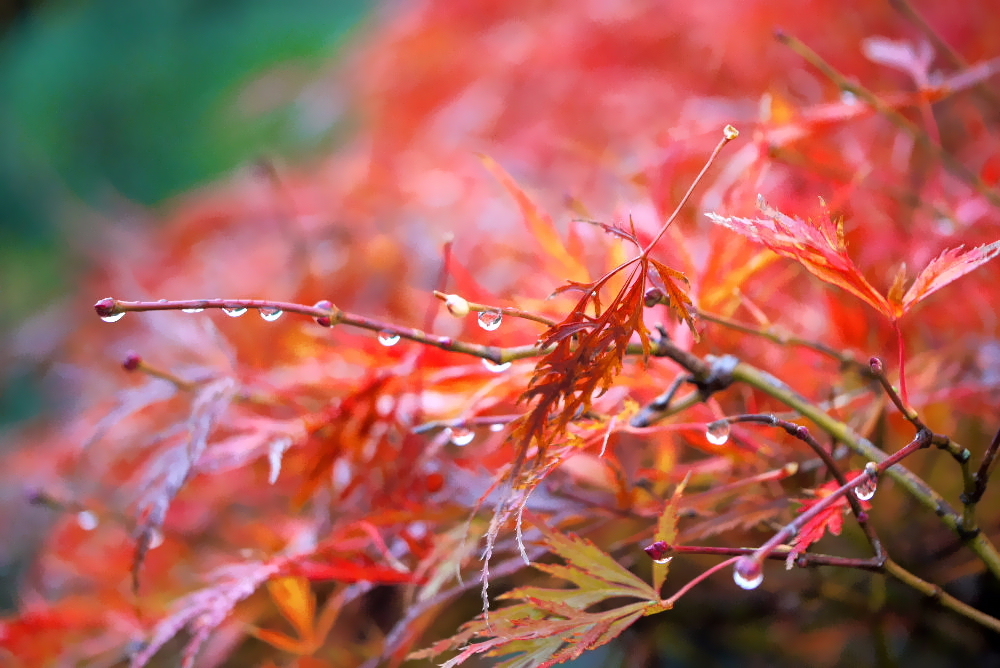 庭の紅葉