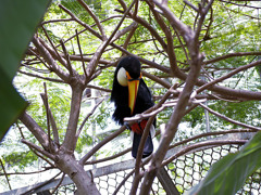 オオニハシのトロちゃん