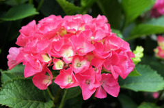 ピンクの紫陽花