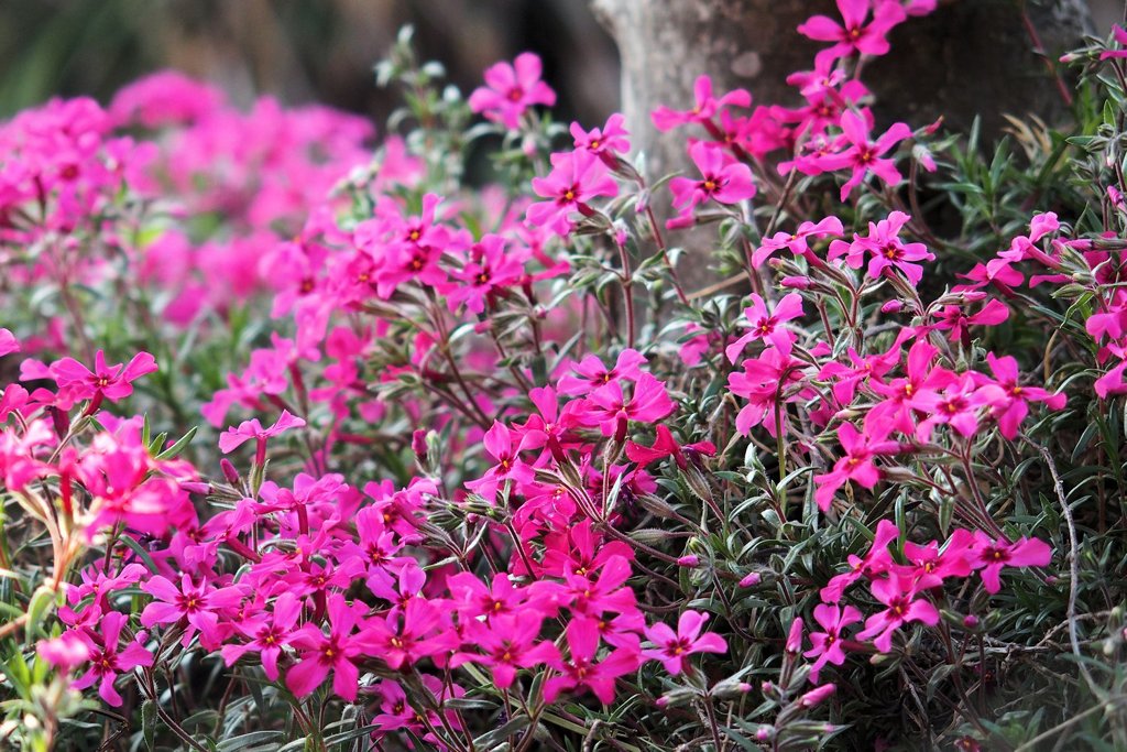 庭の花