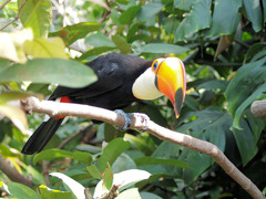 オオニハシのトロちゃん