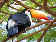 オオニハシのトロちゃん