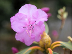 ゲンカイツツジ