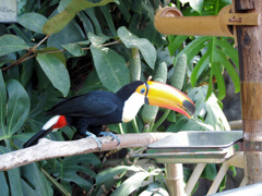 オオニハシのトロちゃん