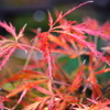 庭の紅葉