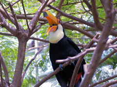 オオニハシのトロちゃん