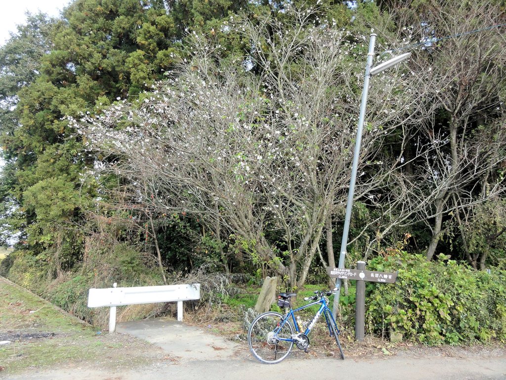 桜咲く