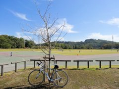 栃木県芳賀郡市貝町の城見ヶ丘運動公園の桜