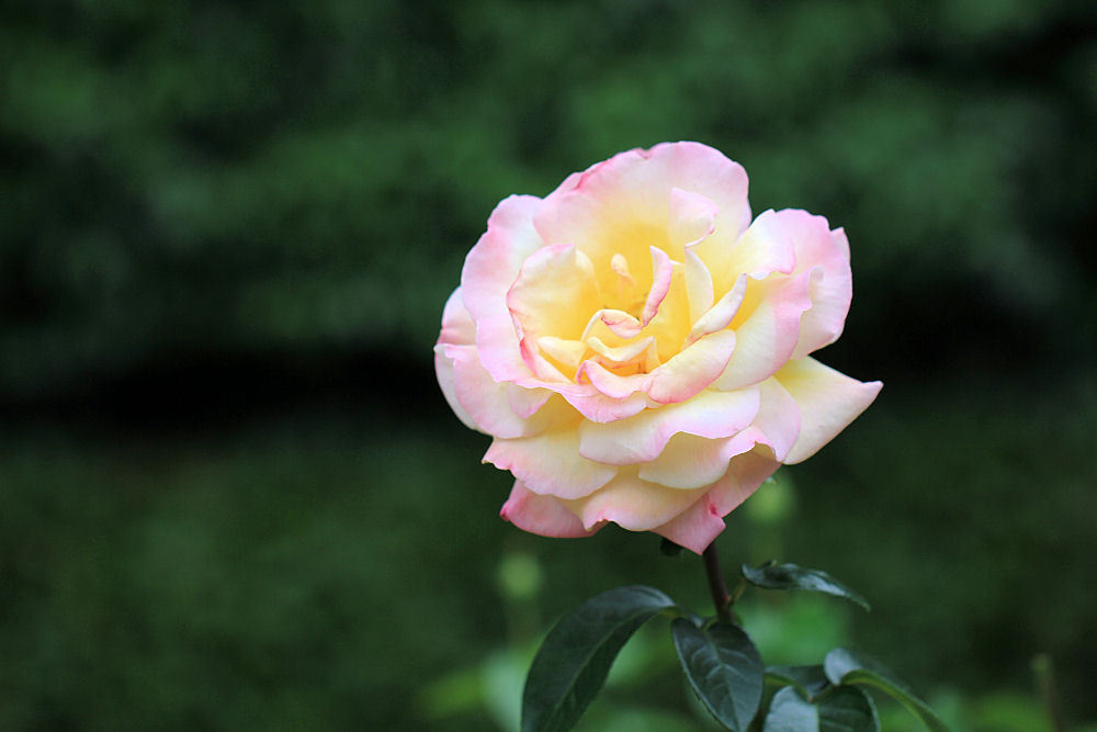 井頭公園薔薇園　EOS 7D