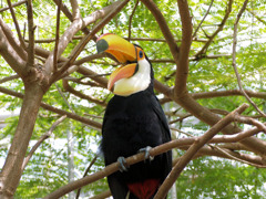 オオニハシのトロちゃん