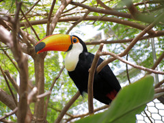 オオニハシのトロちゃん