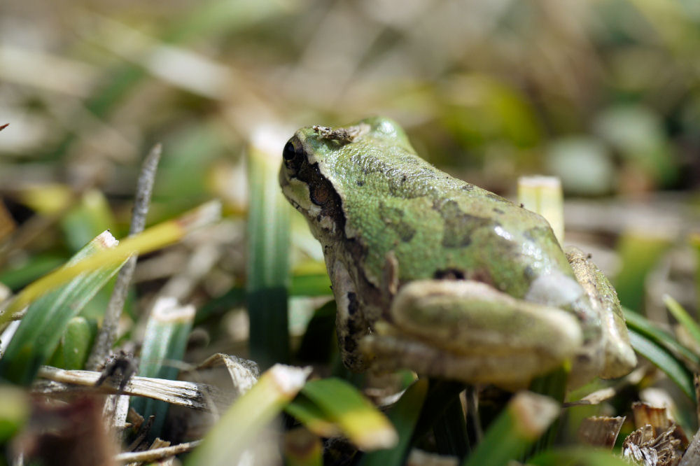 目覚めたアマガエル
