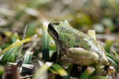 目覚めたアマガエル