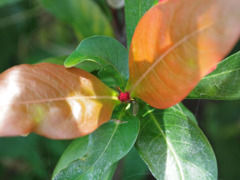 トロピカルな葉