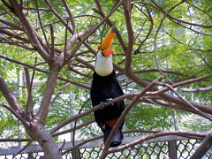 オオニハシのトロちゃん