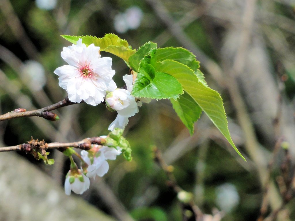 桜咲く