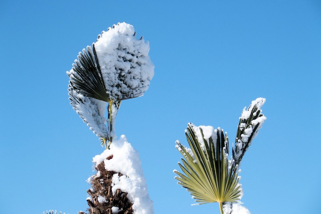 着雪