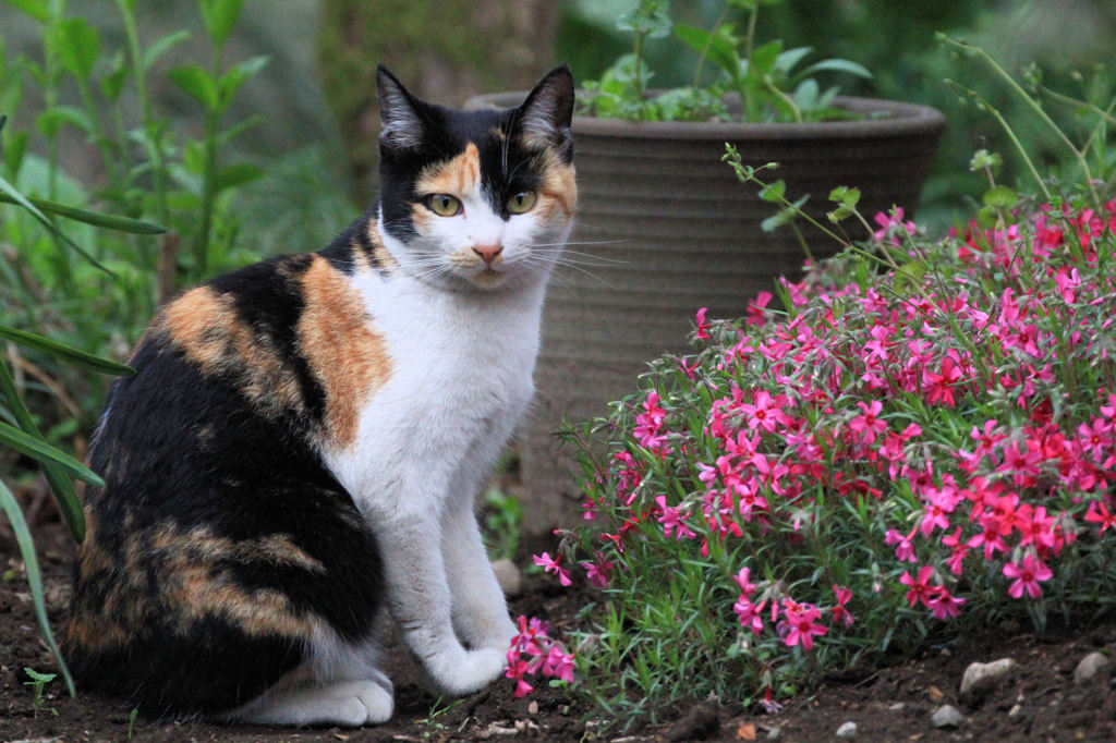 ポーズ決めすぎだろ