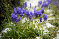 雪中のムスカリ