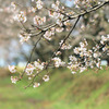 桜町陣屋の桜