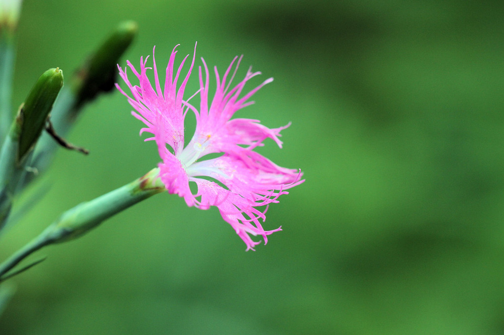 花之江の郷の花