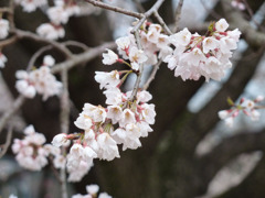 淡墨桜