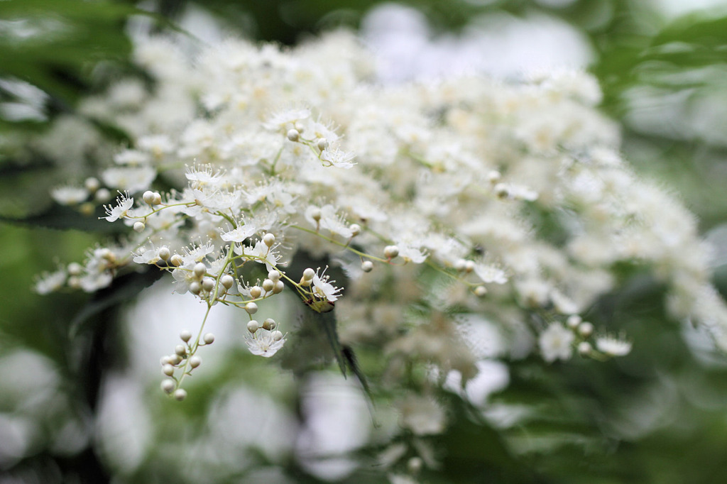 花之江の郷の花