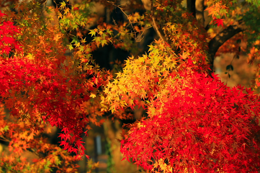 三色プラス夕日