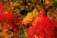 三色プラス夕日