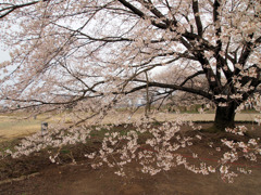 淡墨桜