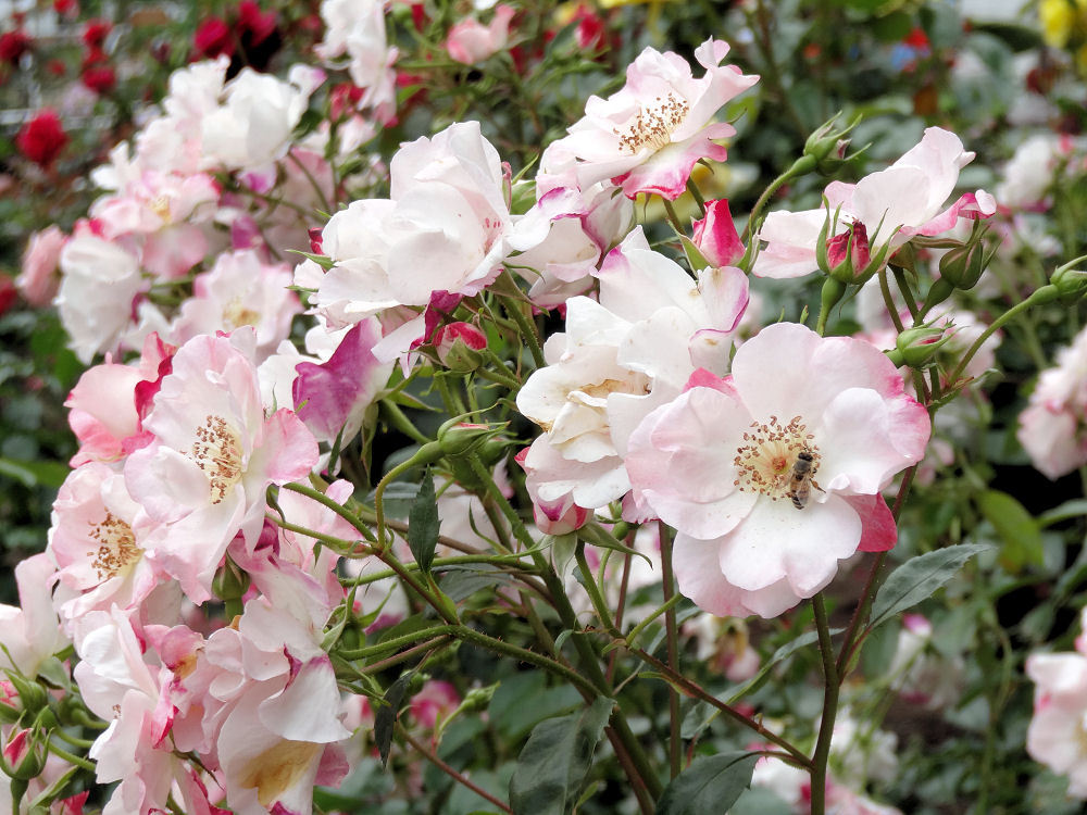 井頭公園薔薇園　HX30V