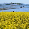 ひたち海浜公園のネモフィラ