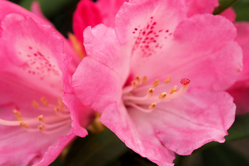 石楠花