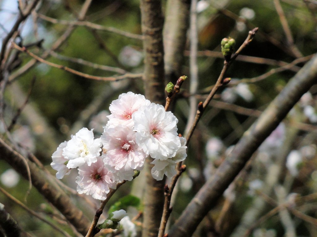 桜咲く