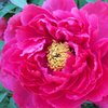 井頭公園の牡丹