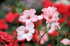 井頭公園薔薇園　EOS 7D