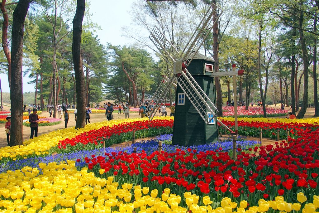 ひたち海浜公園のチューリップ