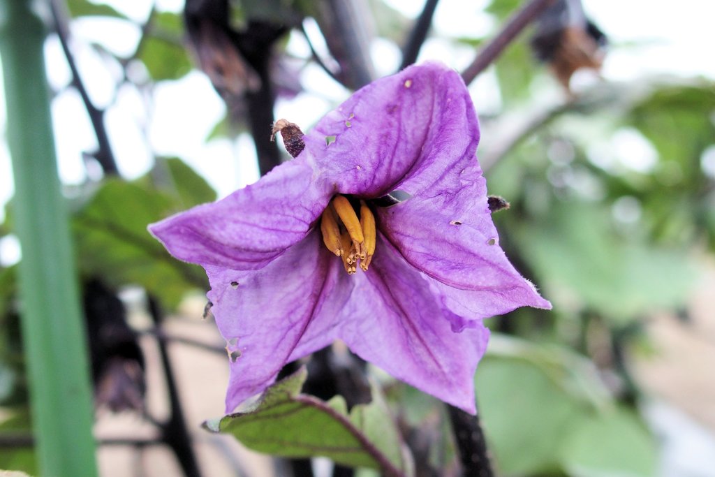 野菜の花　ナス